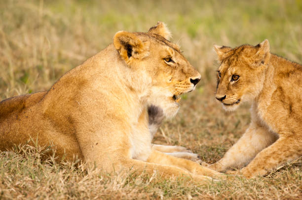 istock Mother lion and cub 841218796