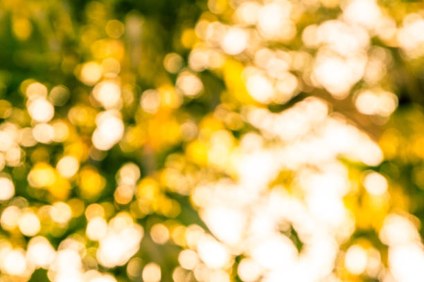 istock abstract nature bokeh with light from sun in the forest at evening 841219430