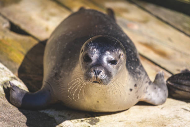 istock a young seal on woody ground 841219466