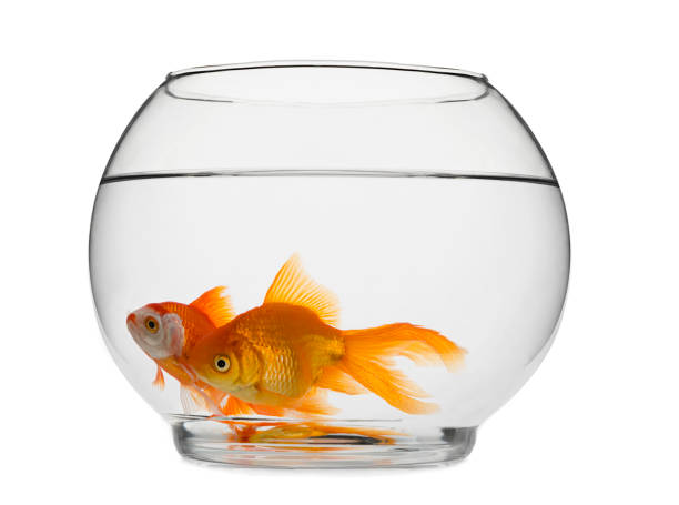 istock Goldfishes in Fishbowl 841219600