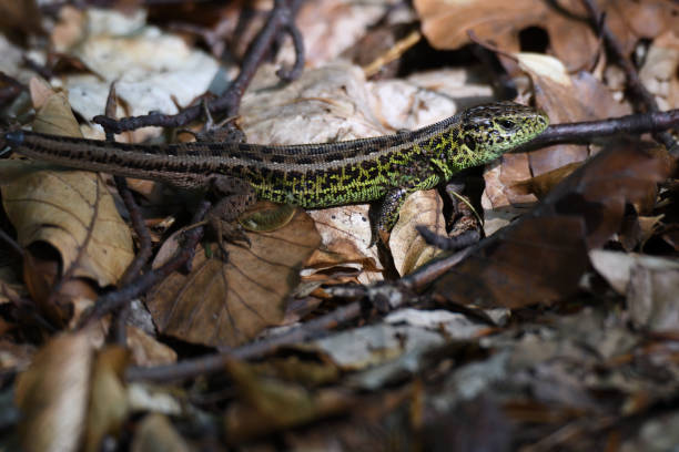 istock sand lizard in the forest camouflage 841222998