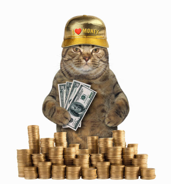gato y su dinero - money cat fotografías e imágenes de stock