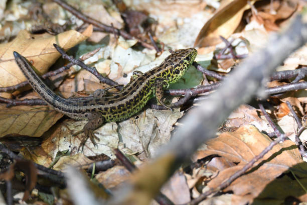 istock sand lizard in the forest camouflage 841225162