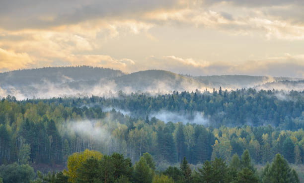 istock misty dawn in the national park deer streams 841230328