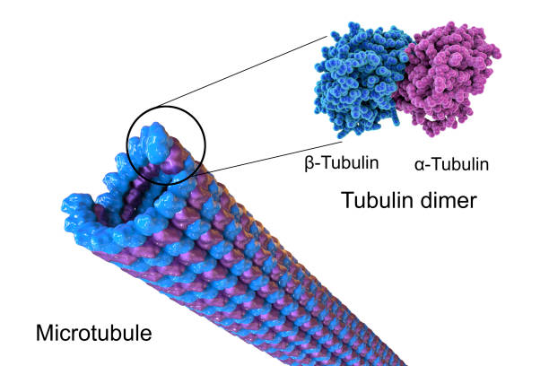 kuvapankkikuvat ja rojaltivapaat kuvat aiheesta mikrotubulusin rakenne, kuva - cytoskeleton