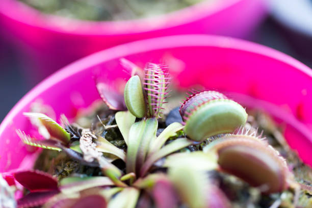 istock The Venus flytrap (also referred to as Venus's flytrap or Venus' flytrap), Dionaea muscipula, is a carnivorous plant. 841232044