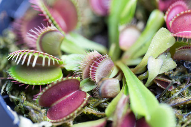 istock The Venus flytrap (also referred to as Venus's flytrap or Venus' flytrap), Dionaea muscipula, is a carnivorous plant. 841232302