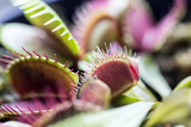 istock The Venus flytrap (also referred to as Venus's flytrap or Venus' flytrap), Dionaea muscipula, is a carnivorous plant. 841233368