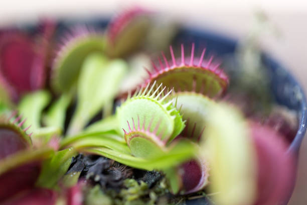 istock The Venus flytrap (also referred to as Venus's flytrap or Venus' flytrap), Dionaea muscipula, is a carnivorous plant. 841233370