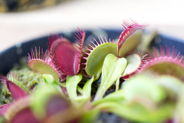 istock The Venus flytrap (also referred to as Venus's flytrap or Venus' flytrap), Dionaea muscipula, is a carnivorous plant. 841233372