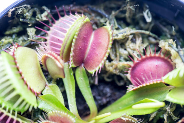 istock The Venus flytrap (also referred to as Venus's flytrap or Venus' flytrap), Dionaea muscipula, is a carnivorous plant. 841233408