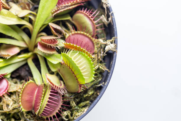 istock The Venus flytrap (also referred to as Venus's flytrap or Venus' flytrap), Dionaea muscipula, is a carnivorous plant. 841233422