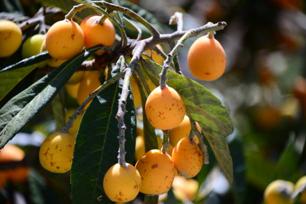 istock Yellow medlars on the tree - Spain 841233456