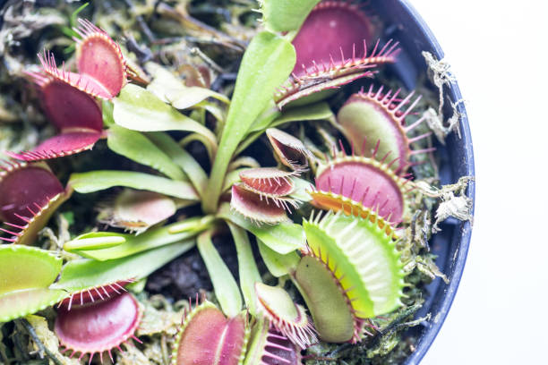 istock The Venus flytrap (also referred to as Venus's flytrap or Venus' flytrap), Dionaea muscipula, is a carnivorous plant. 841233484