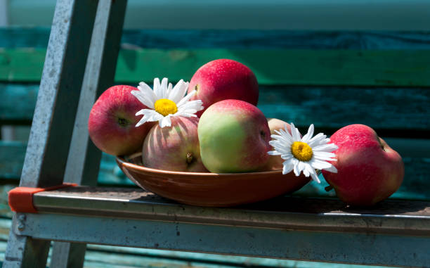 suculentas maçãs vermelhas num banco de madeira no jardim - apple flowers - fotografias e filmes do acervo