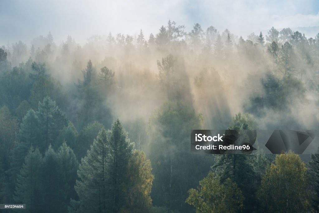 brumoso amanecer en la Parque Nacional deer arroyos - Foto de stock de Niebla libre de derechos