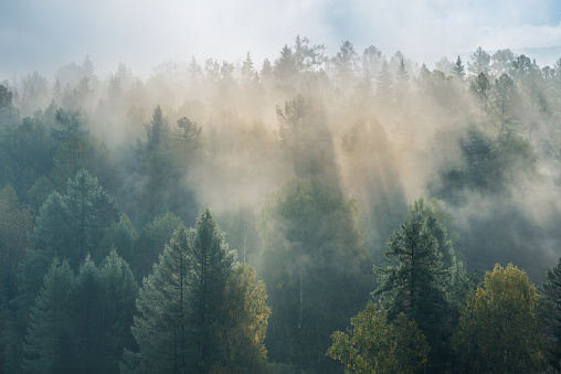 misty dawn in the national park deer streams