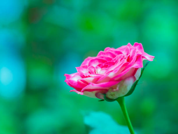Closeup blooming pink rose with blurry garden background.