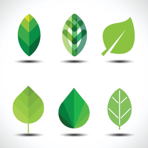 ilustrações de stock, clip art, desenhos animados e ícones de set of green leaves design elements - folha