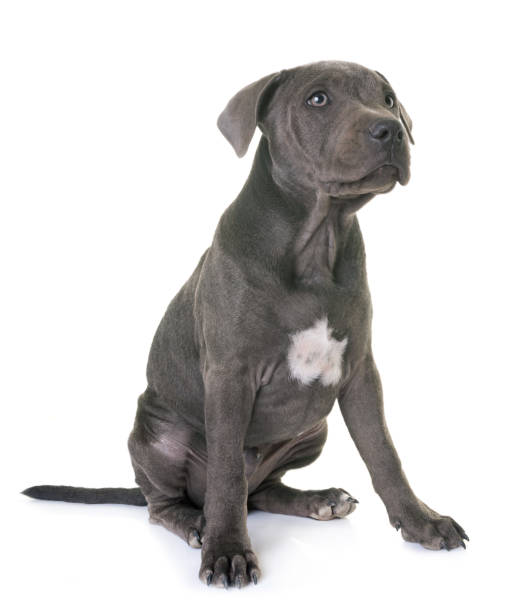 istock puppy staffordshire bull terrier 841237824
