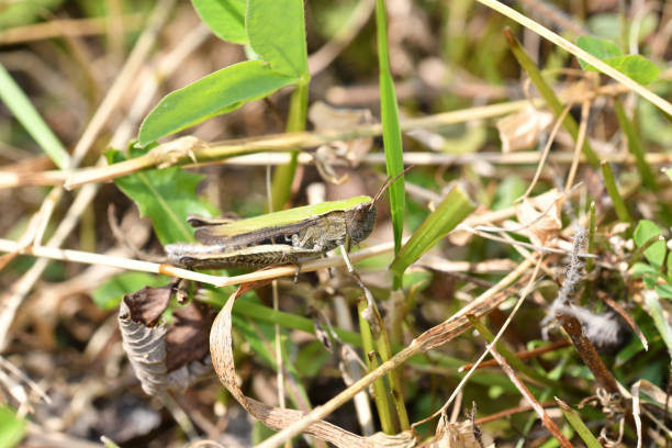 istock insect Grasshopper hidden on the grass 841237928