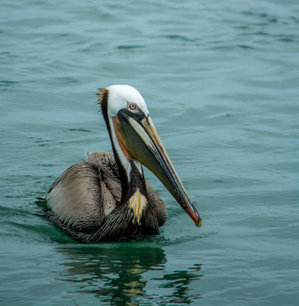 istock Brown Pelican Swimming 841238448