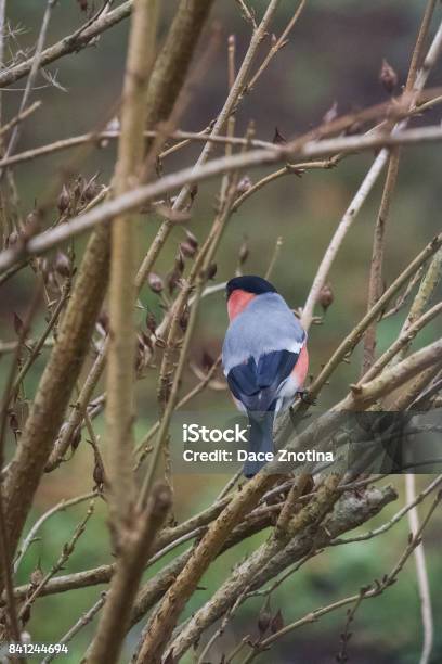 A Male Bullfinch Feeding On Seeds In The Bush On Winter Day Stock Photo - Download Image Now