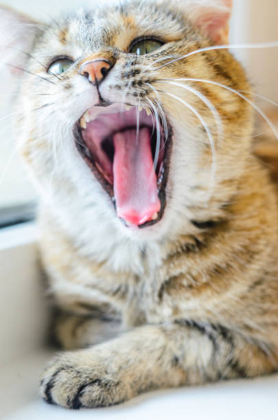 istock Portrait of a gaping cat 841245388