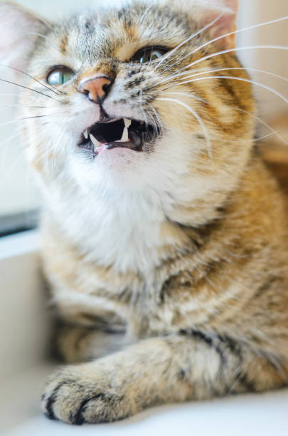 istock Cat with an animal grin 841245390