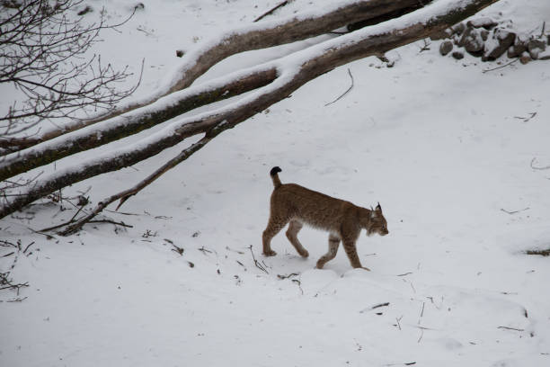 istock A beautiful wild cats lynx in a winter 841250238