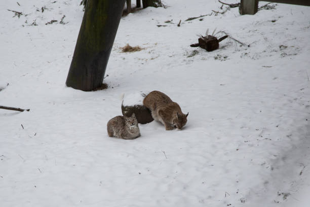 istock A beautiful wild cats lynx in a winter 841250246
