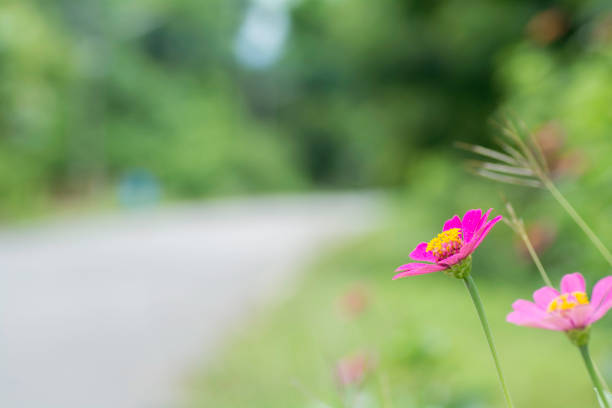 Zinnia pink bloom at the roadside on blurred background