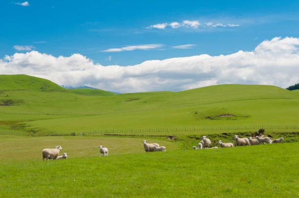 istock Sheep in the New Zealand 841253264