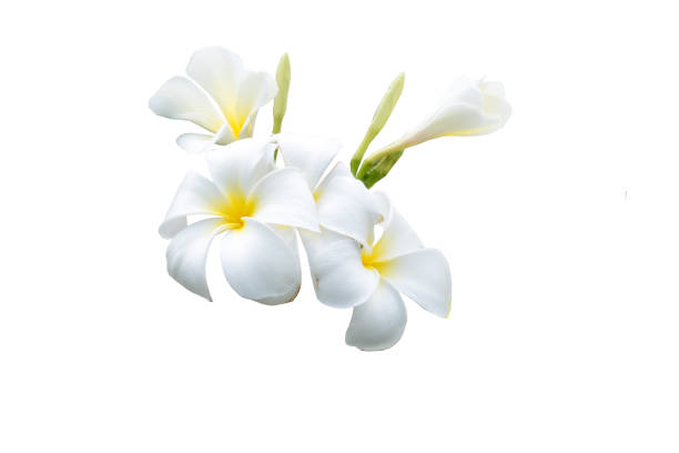 istock bouquet white plumeria isolated 841254644