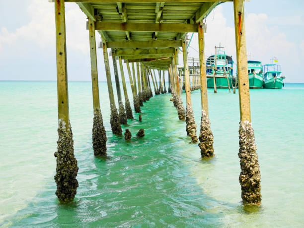 Barnacle Post 10+ Barnacle Wooden Post Nautical Vessel Pier Stock Photos, Pictures ...