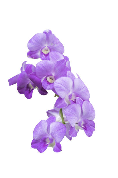 beautiful bouquet orchid flower isolated