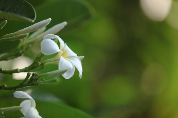 Hawaiian Flower Lei Naturopathy Nanihoku