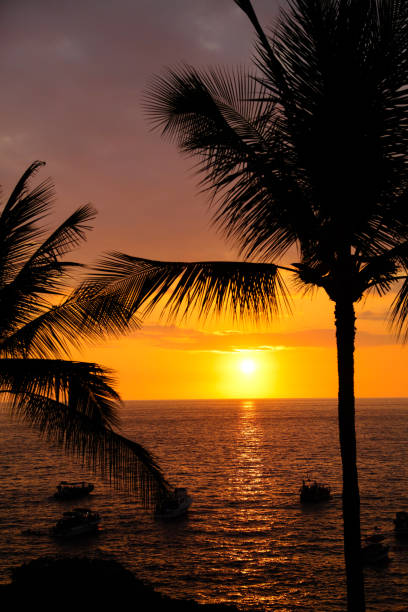 istock Sunset looking out over ocean with palm trees in foreground 841262278