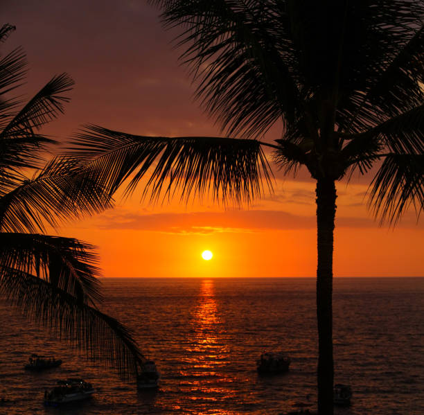 istock Sunset looking out over ocean with palm trees in foreground 841262290