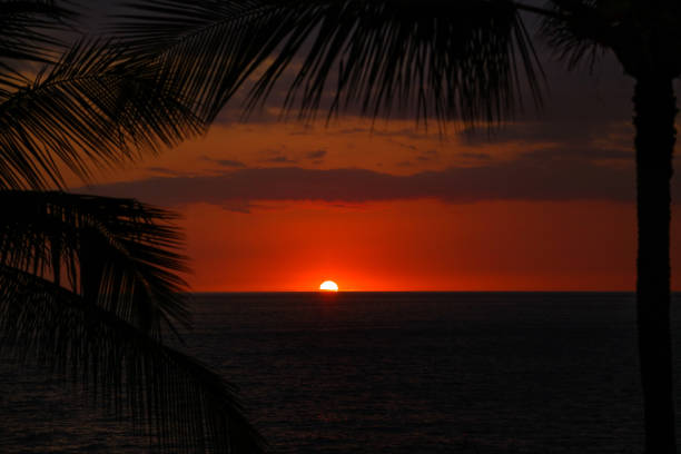 Sunset with Inclined Palm Tree. Vietnam.