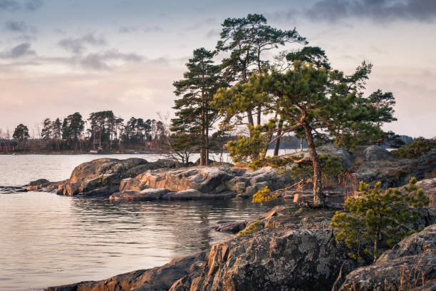 Landscape with nice morning light and pine trees in coastline, Finland
