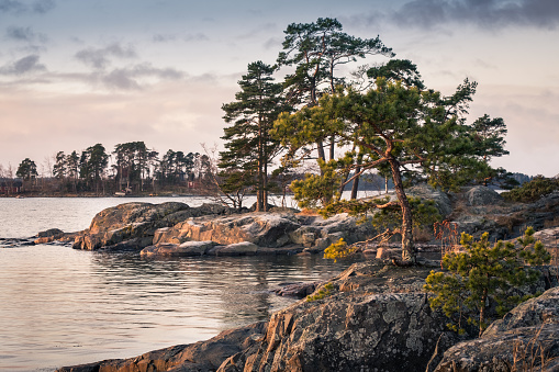 Landscape with nice morning light and pine trees in coastline Helsinki, Finland