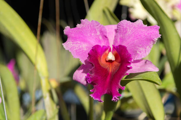 Purple cattleya orchid Purple cattleya orchid cattleya trianae stock pictures, royalty-free photos & images