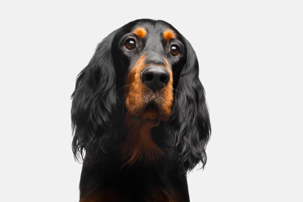 istock Portrait of English Setter Dog 841275512