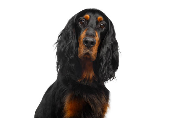 Portrait of Gordon Setter Dog Isolated on White Background