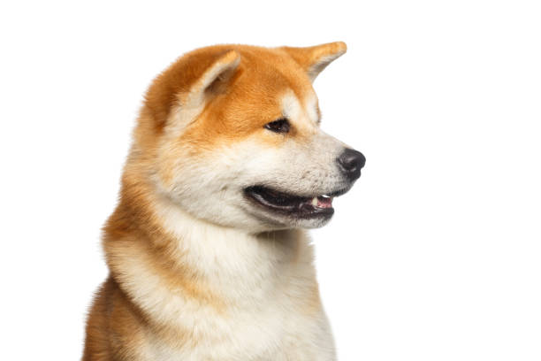 Akita Inu Side View Stock Photos, Pictures & Royalty-Free Images - iStock
