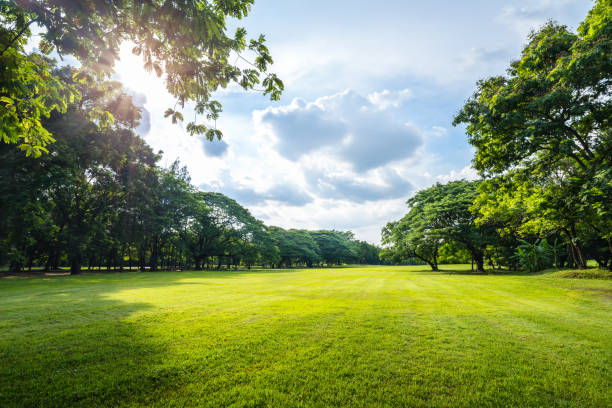 schönes morgenlicht im öffentlichen park mit grünes gras feld - land fotos stock-fotos und bilder