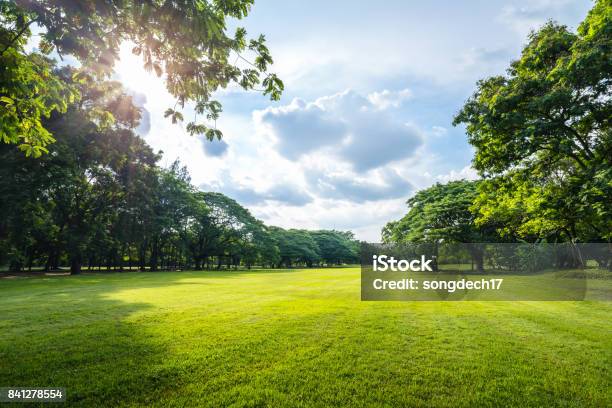 Photo libre de droit de Magnifique Lumière Du Matin Dans Le Parc Public Le Terrain Avec Gazon Vert banque d'images et plus d'images libres de droit de Parc public