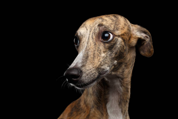 chien whippet triste sur fond noir - dog greyhound whippet isolated photos et images de collection