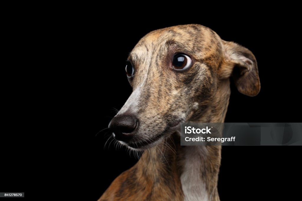 Sad Whippet Dog on Black Background Sad Portrait of Whippet Dog Looks Guilty on Isolated Black Background Greyhound Stock Photo